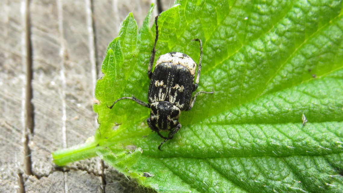 Valgus hemipterus - suta virágbogár