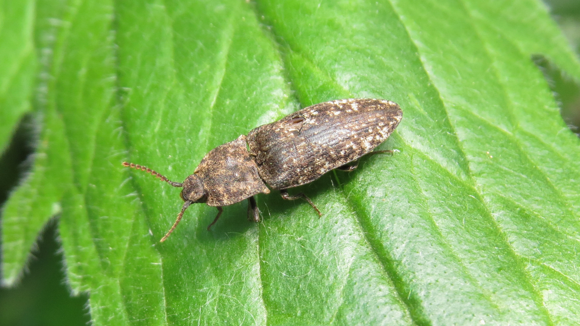 Agrypnus murinus - egérszínű pikkelyespattanó