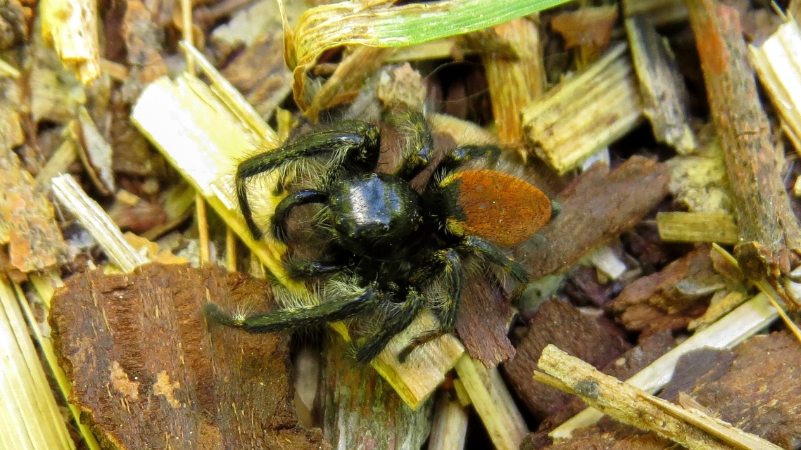Carrhotus xanthogramma - rozsdás ugrópók