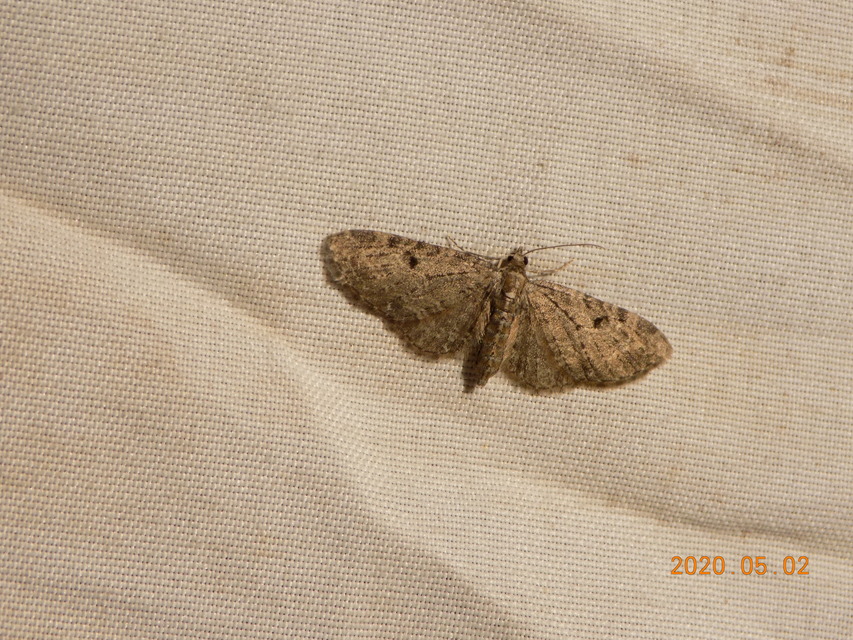Eupithecia virgaureata - aranyvessző-törpearaszoló