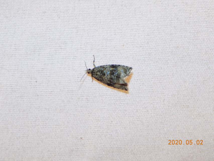 Celypha lacunana - vízparti tükrösmoly