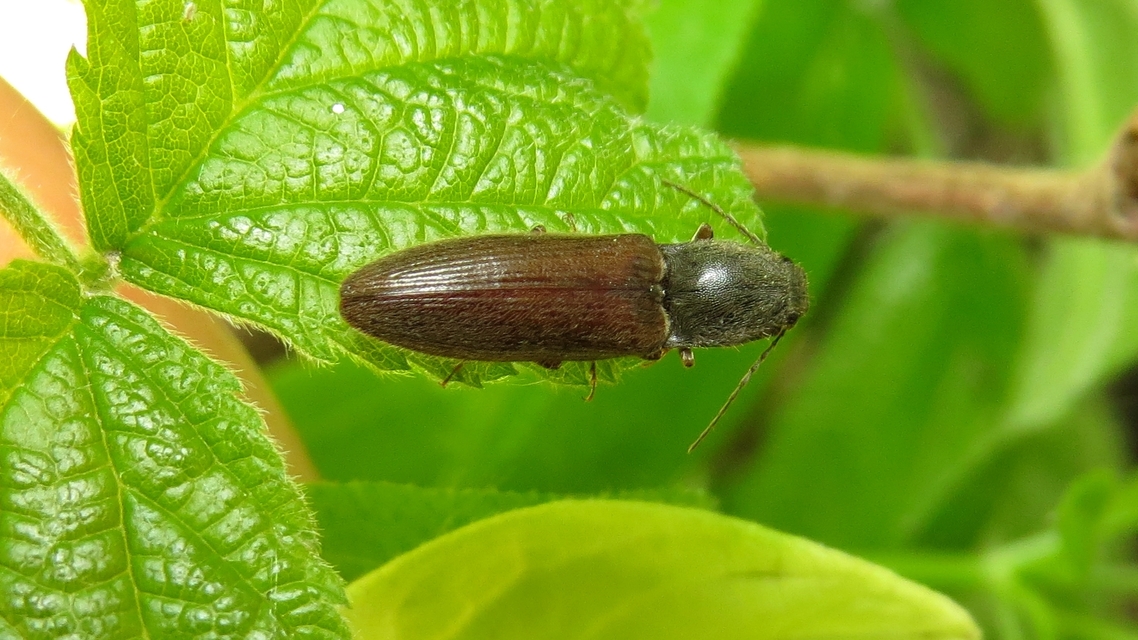 Athous haemorrhoidalis - szurkos pattanó Athous haemorrhoidalis - szurkos pattanó
