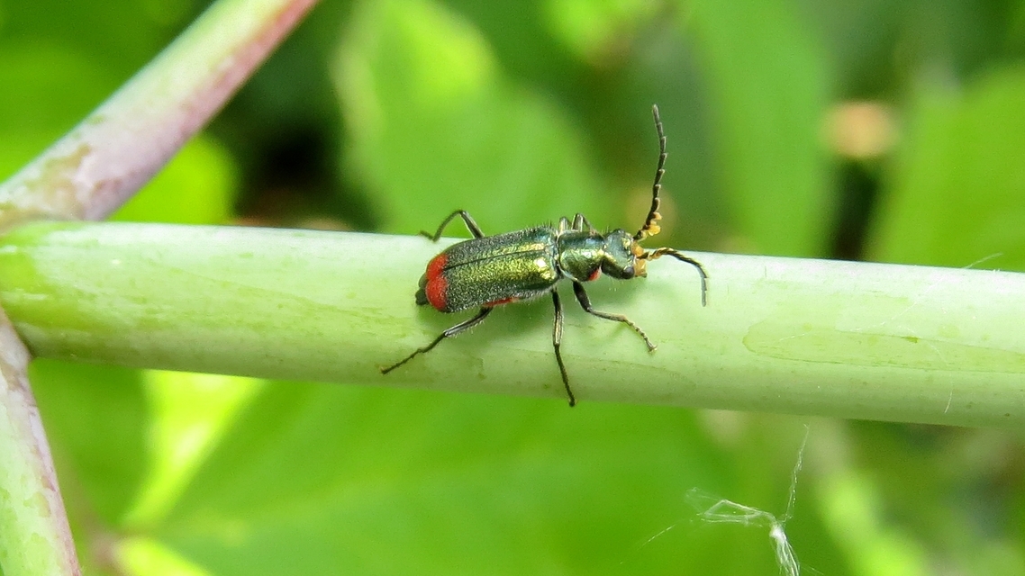 Malachius bipustulatus - kétfoltos bibircsesbogár