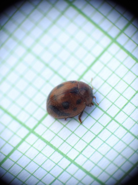 Cynegetis impunctata - pázsitfűböde