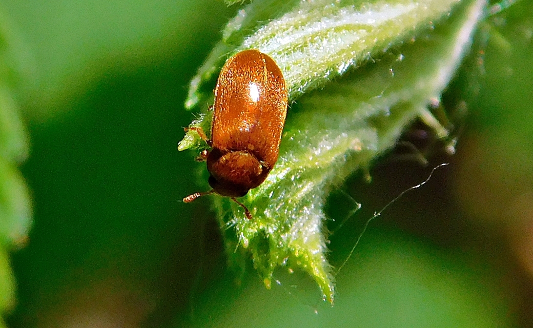 Byturus ochraceus - gyömbérgyökérbogár