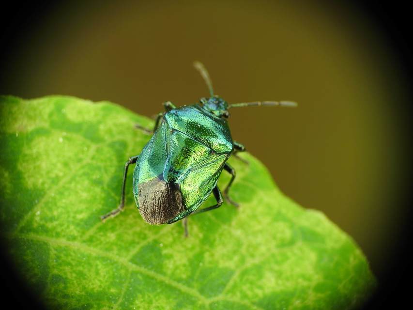 Zicrona caerulea - acélkék poloska Zicrona caerulea - acélkék poloska