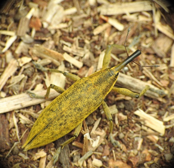 Lixus iridis - bürökfúró dudvabarkó