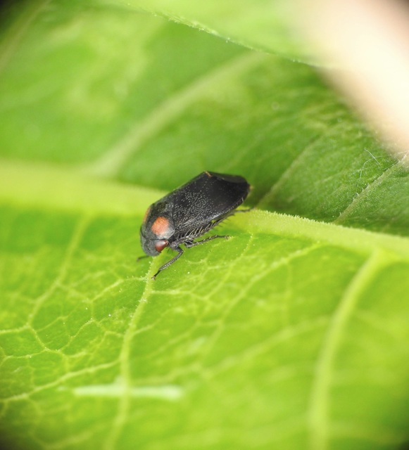 Penthimia nigra - fekete kabóca