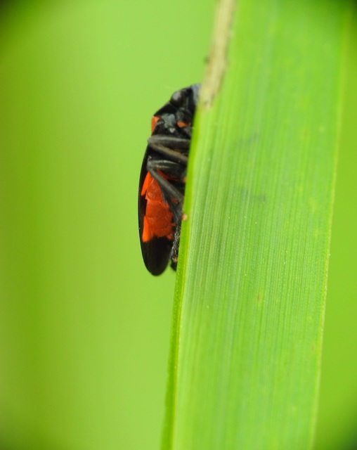 Cercopis