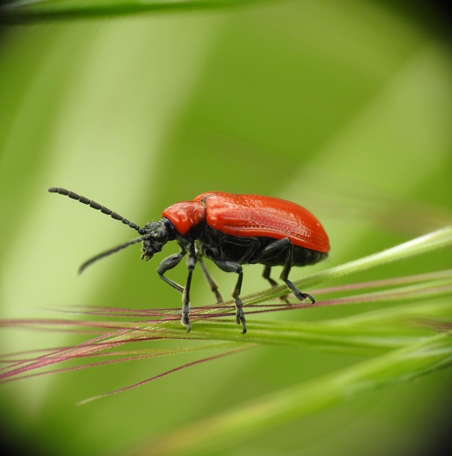 Lilioceris lilii - közönséges liliombogár Lilioceris lilii - közönséges liliombogár