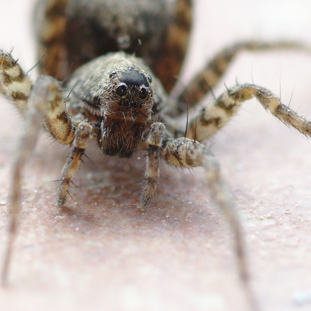 Pardosa hortensis