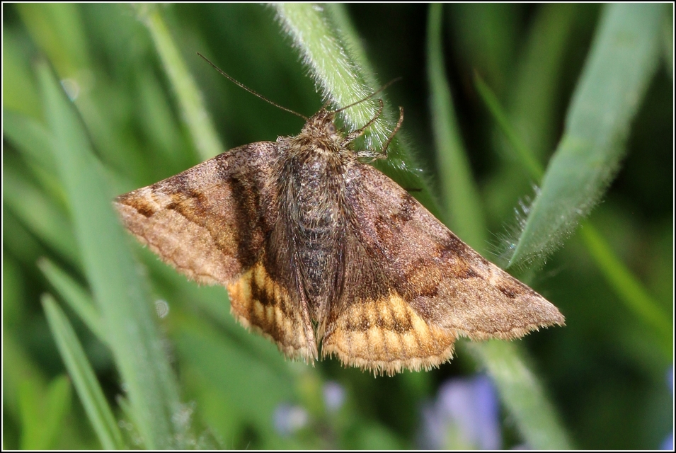 Euclidia glyphica - közönséges nappalibagoly