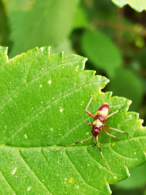 Closterotomus