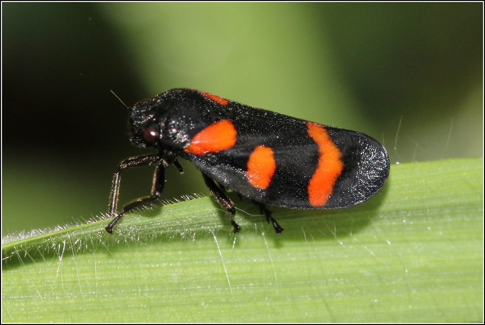 Cercopis arcuata/sanguinolenta