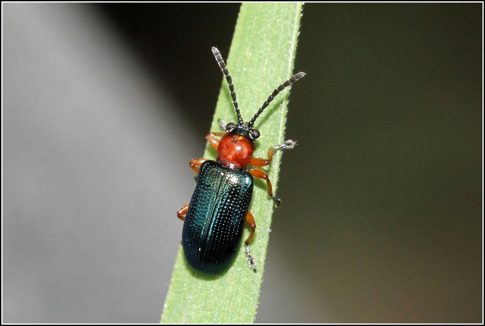 Oulema melanopus/duftschmidi