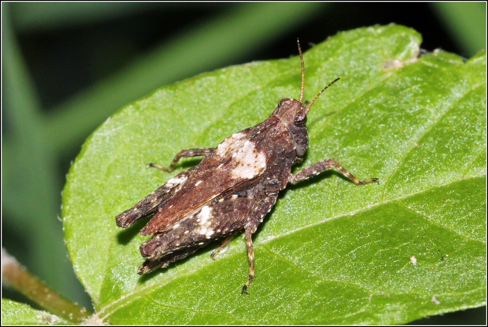 Tetrix tenuicornis - vékonycsápú tövishátúsáska