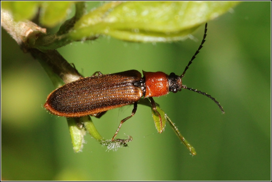 Denticollis linearis - dülledtszemű pattanó