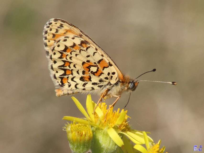 Melitaea trivia - kis tarkalepke
