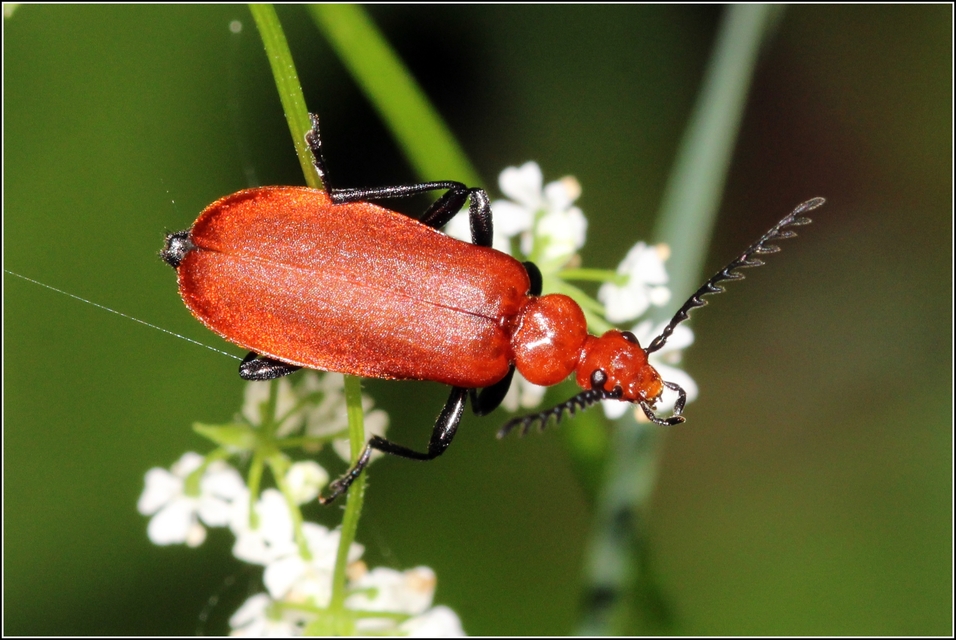 Pyrochroa serraticornis - közép-bíborbogár