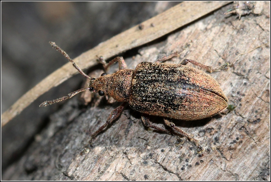 Phyllobius pyri - gyümölcsfa-levélormányos
