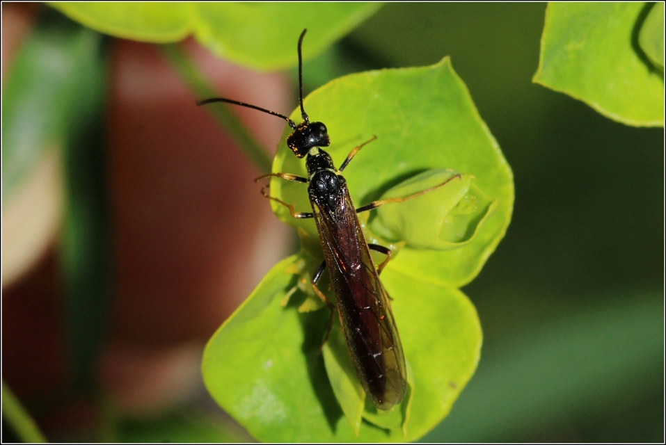 Cephidae - szalmadarazsak