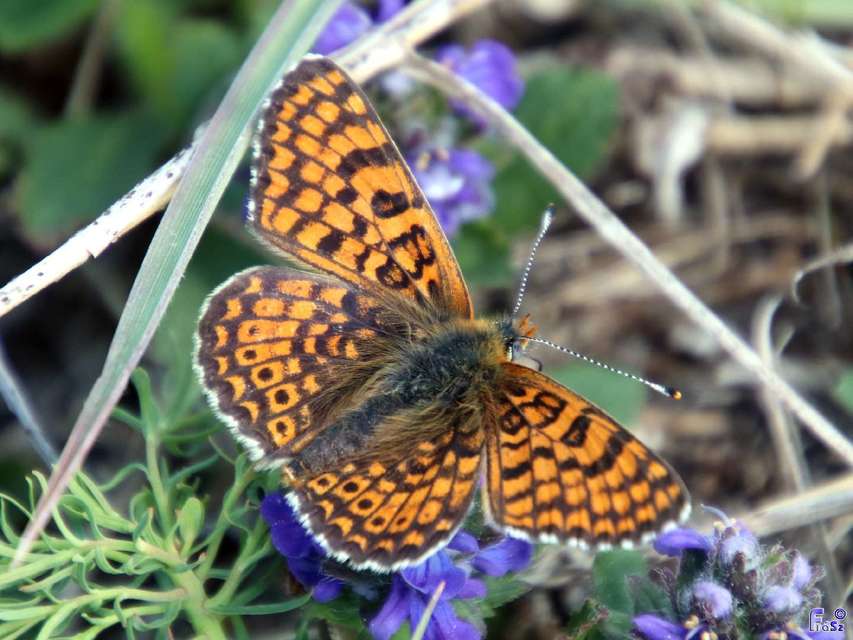 Melitaea cinxia - réti tarkalepke