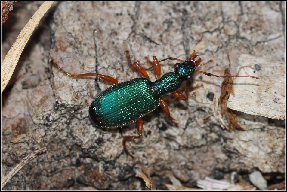 Drypta dentata - atlaszfutó