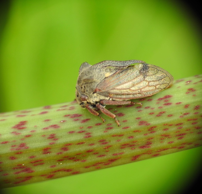 Centrotus cornutus - szarvaskabóca