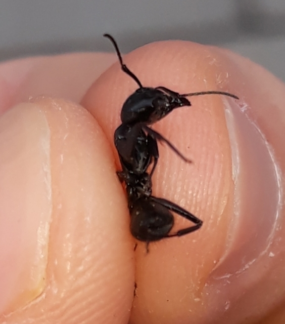 Camponotus vagus - fekete lóhangya