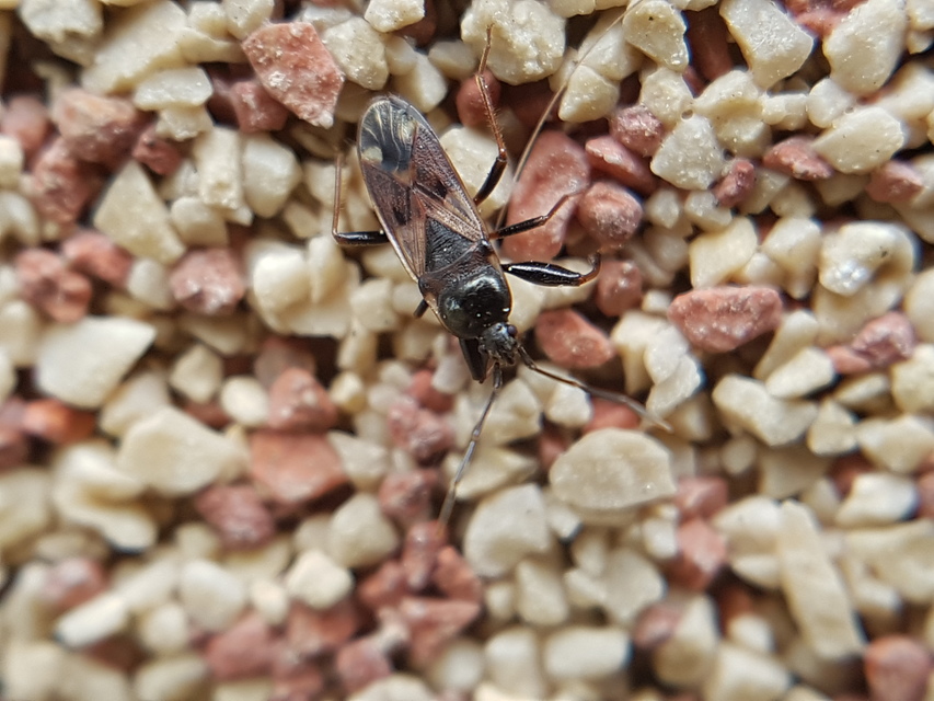 Eremocoris fenestratus - avarbodobács