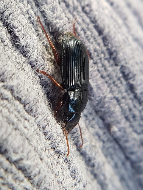 Harpalus atratus - erdei lomhafutó