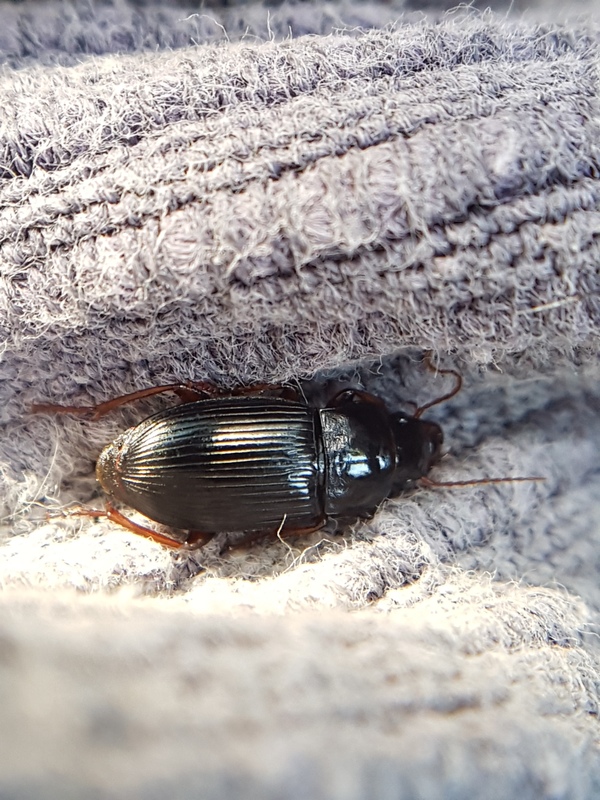 Harpalus atratus - erdei lomhafutó