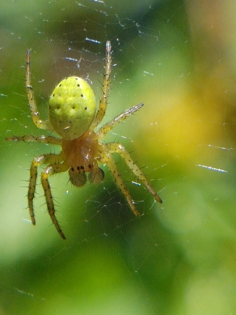 Araniella