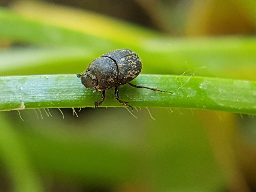 Onthophagus ovatus - apró trágyatúró