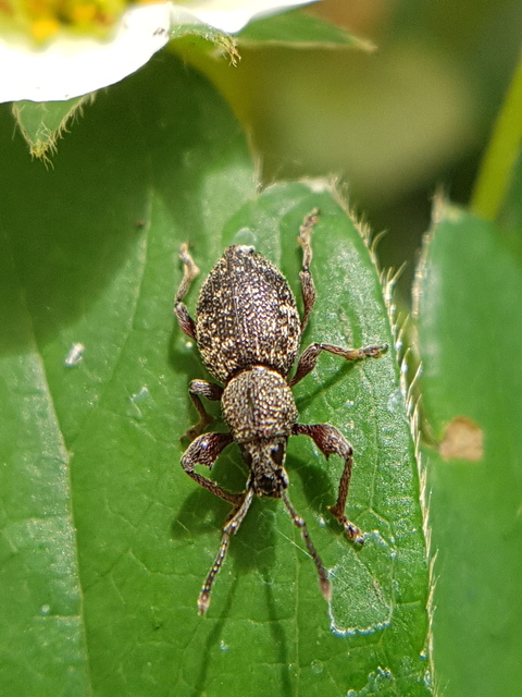Otiorhynchus fullo - aranypikkelyes gyalogormányos