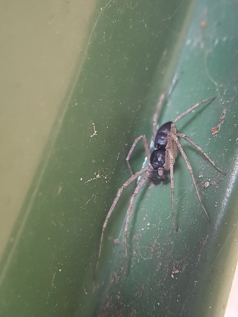 Philodromus dispar - lomb karolópók