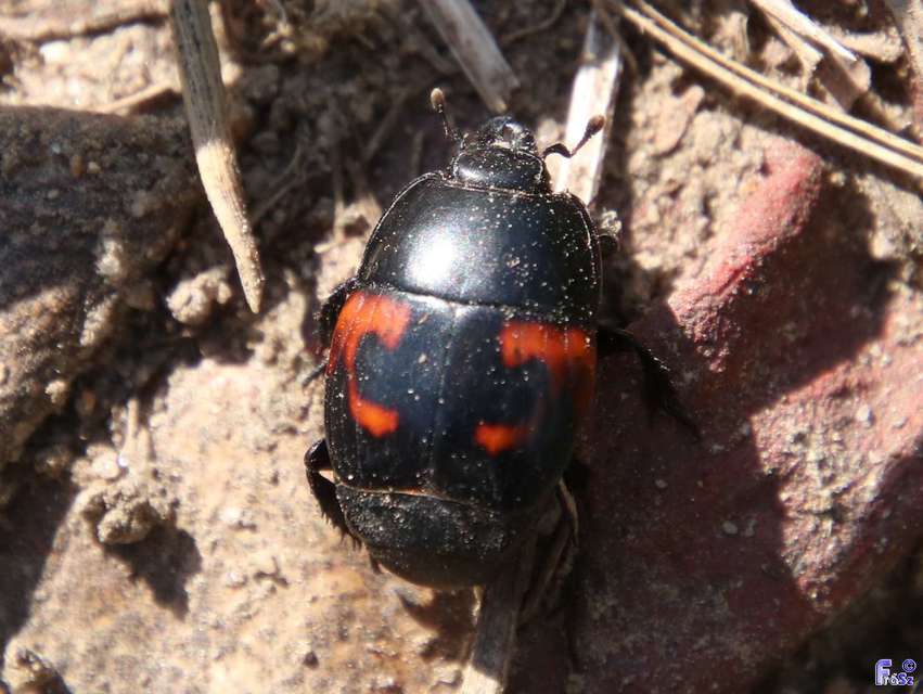 Hister quadrimaculatus - közönséges sutabogár