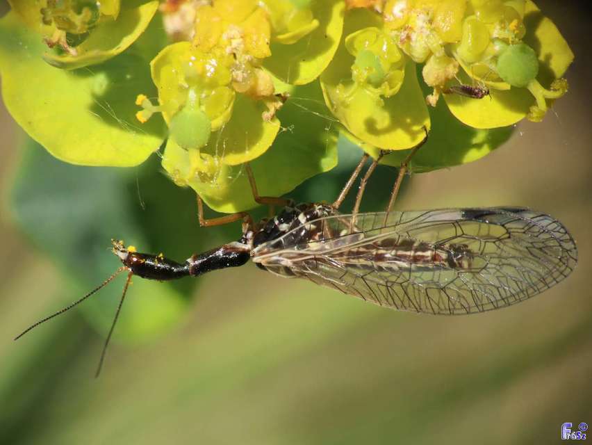 Raphidioptera - Tevenyakú-fátyolkák