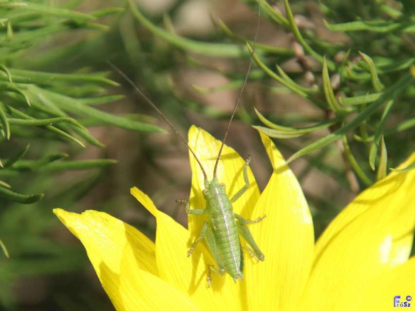Tettigonia viridissima - zöld lombszöcske