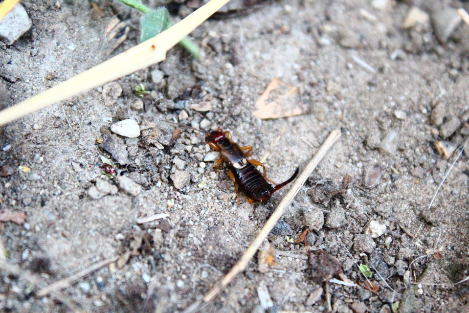 Forficula auricularia - közönséges fülbemászó