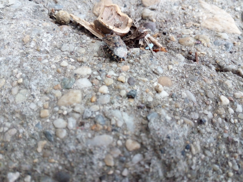 Rhaphigaster nebulosa - bencepoloska