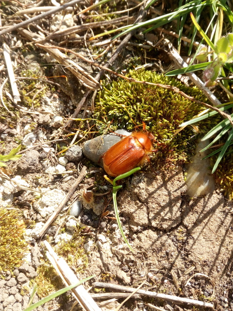 Holochelus aequinoctialis - tavaszeleji cserebogár