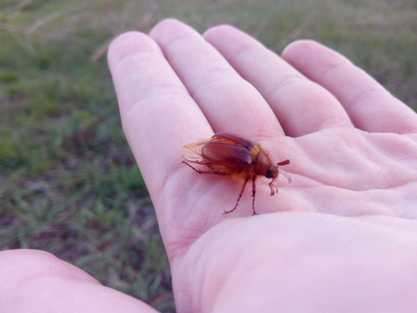 Holochelus aequinoctialis - tavaszeleji cserebogár