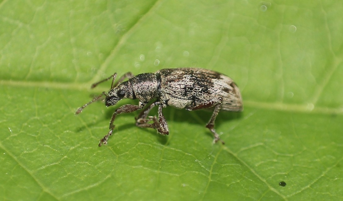 Polydrusus tereticollis - szalagos lombormányos