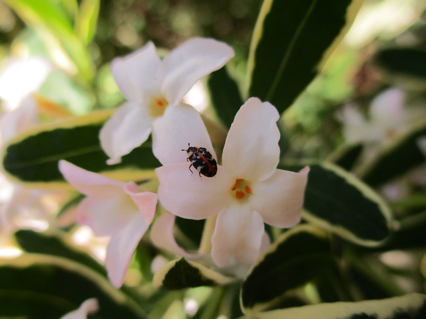 Anthrenus scrophulariae - nagy múzeumbogár