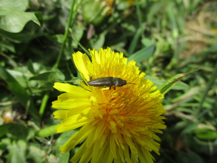 Cidnopus pilosus - szőrös pattanó
