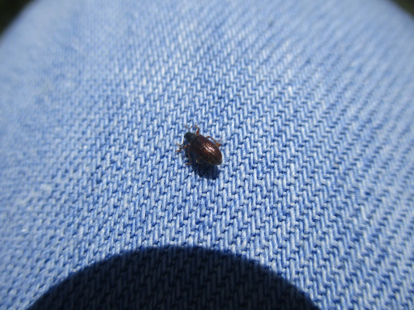 Phyllobius oblongus - közönséges levélormányos