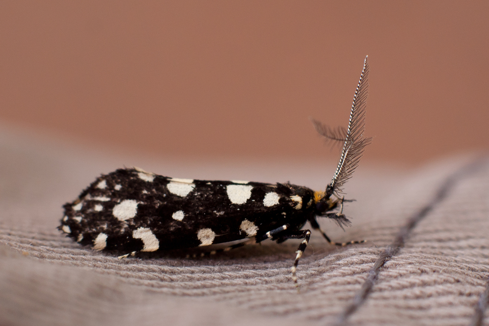 Euplocamus anthracinalis - fésűscsápú korhadékmoly