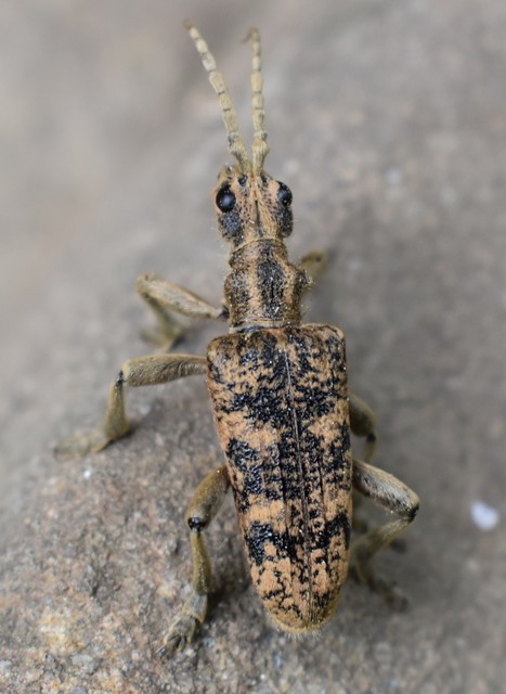 Rhagium sycophanta - tölgyes-tövisescincér