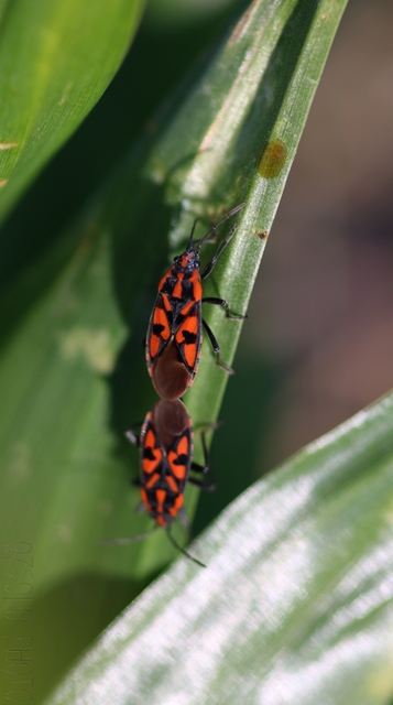Spilostethus saxatilis - virágbodobács